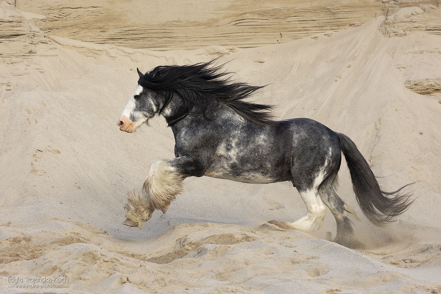 Stanowka ogierem gypsy cob/tinker