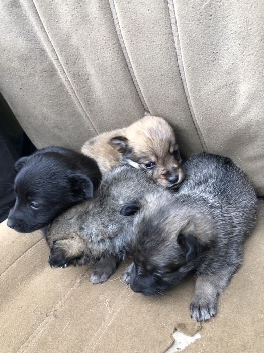 Отдам даром щенят