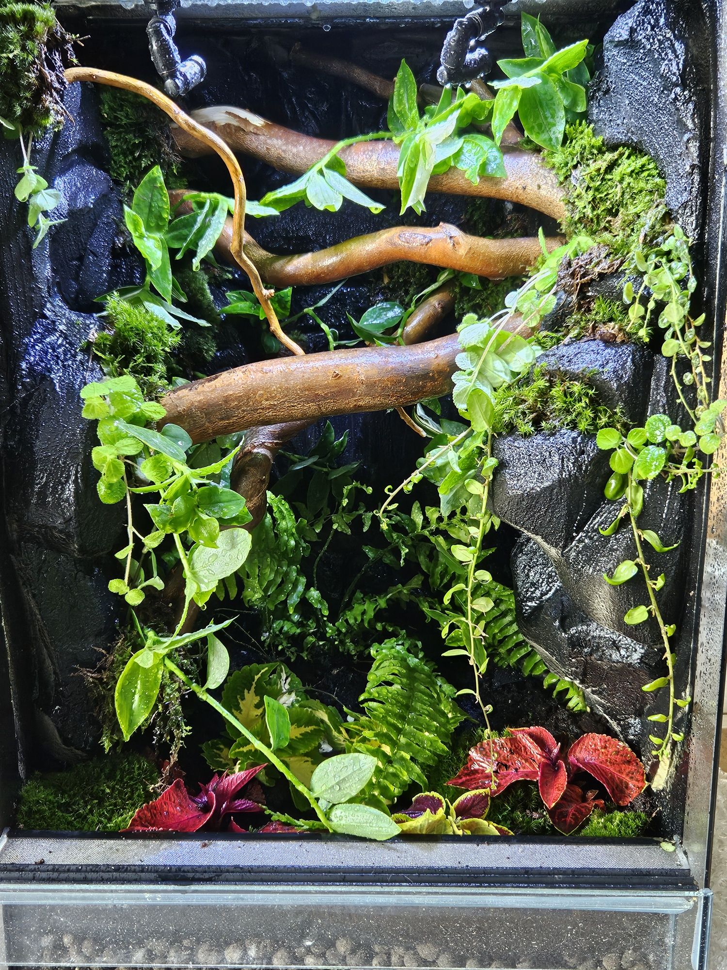 Terrarium tropikalne