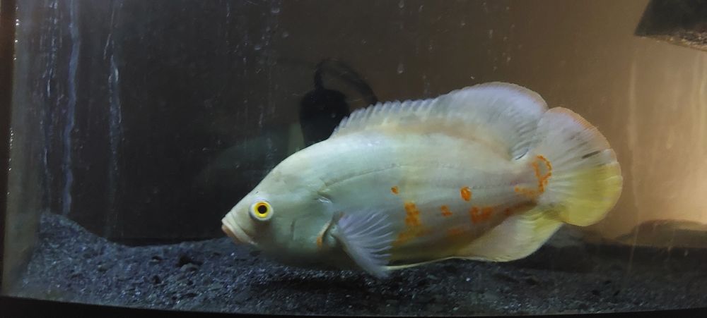 Астронотус-oskar