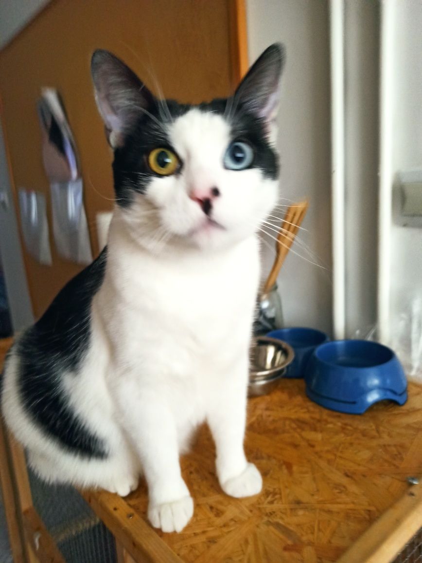 Urocza kotka do adopcji