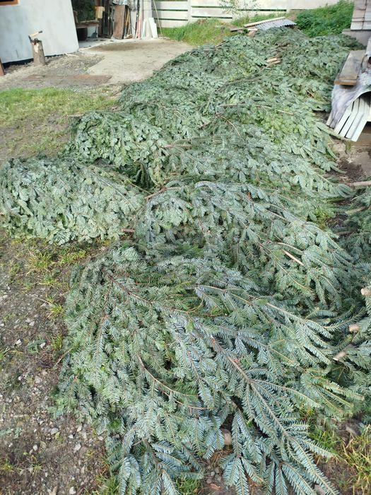 Gałezie jodły na stroiki , świerka , sosny