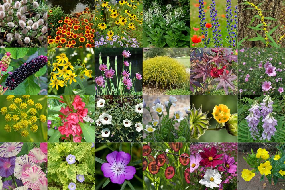 Łąka kwietna - nasiona 40 roślin