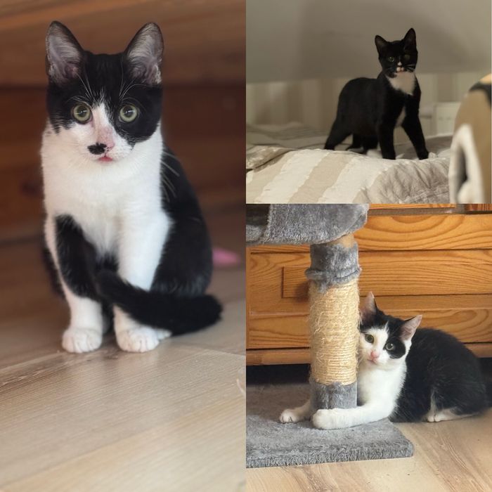 GAJA, PLUMKA i DYLON – rodzeństwo z sercem!