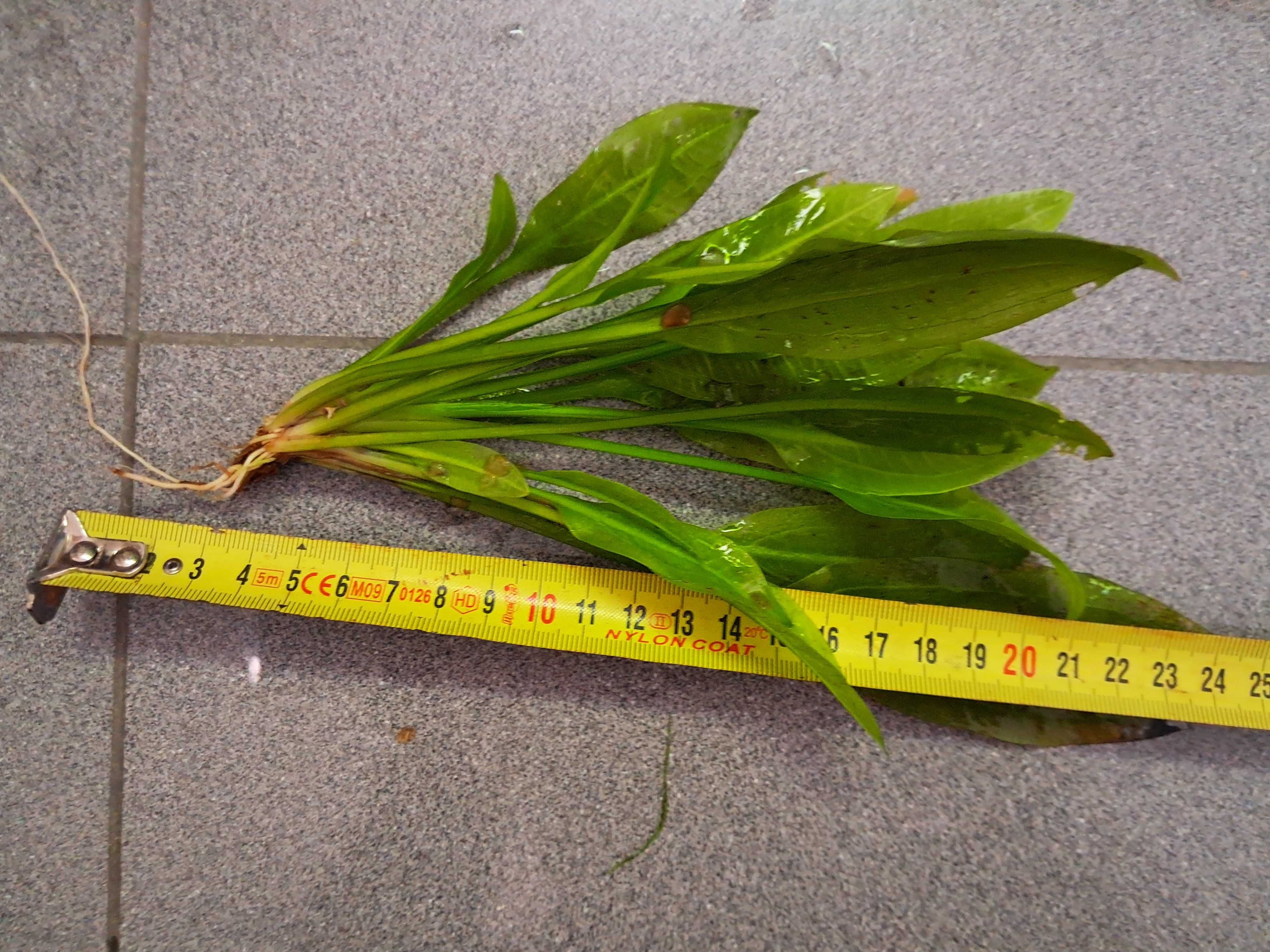 Planta para aquário Echinodorus número 3