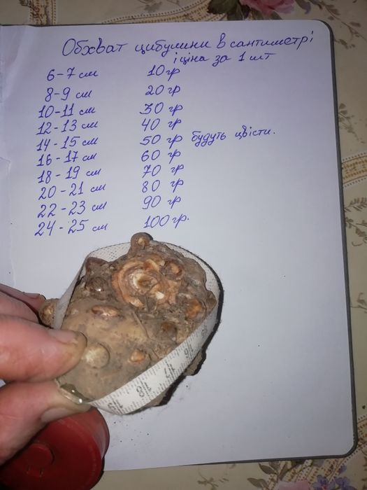 Цибулини квітів кали бордового кольору