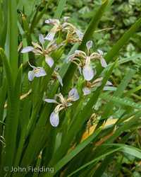Plantas de Iris foetidissima