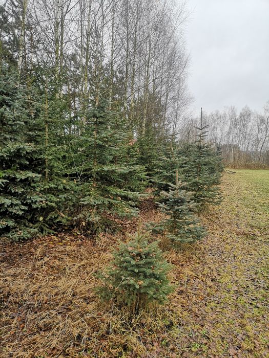 Choinki. Świerk srebrny.