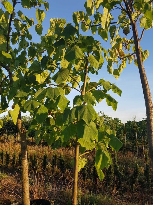 Szybko rosące drzewo Paulownia Chińska ,duże sadzonki