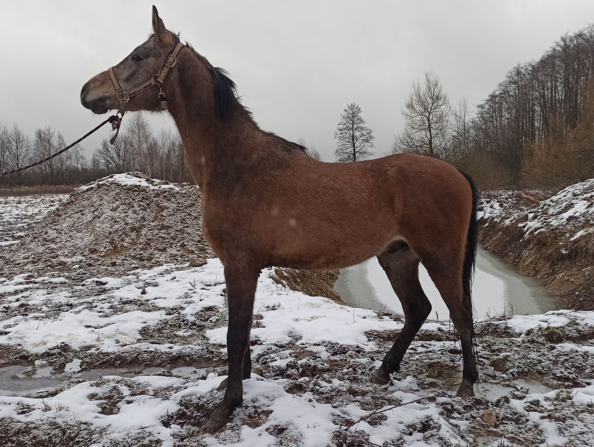 Sprzedam zamienię konia koń ogier ogierek arabski arab (o:Chaos enki)