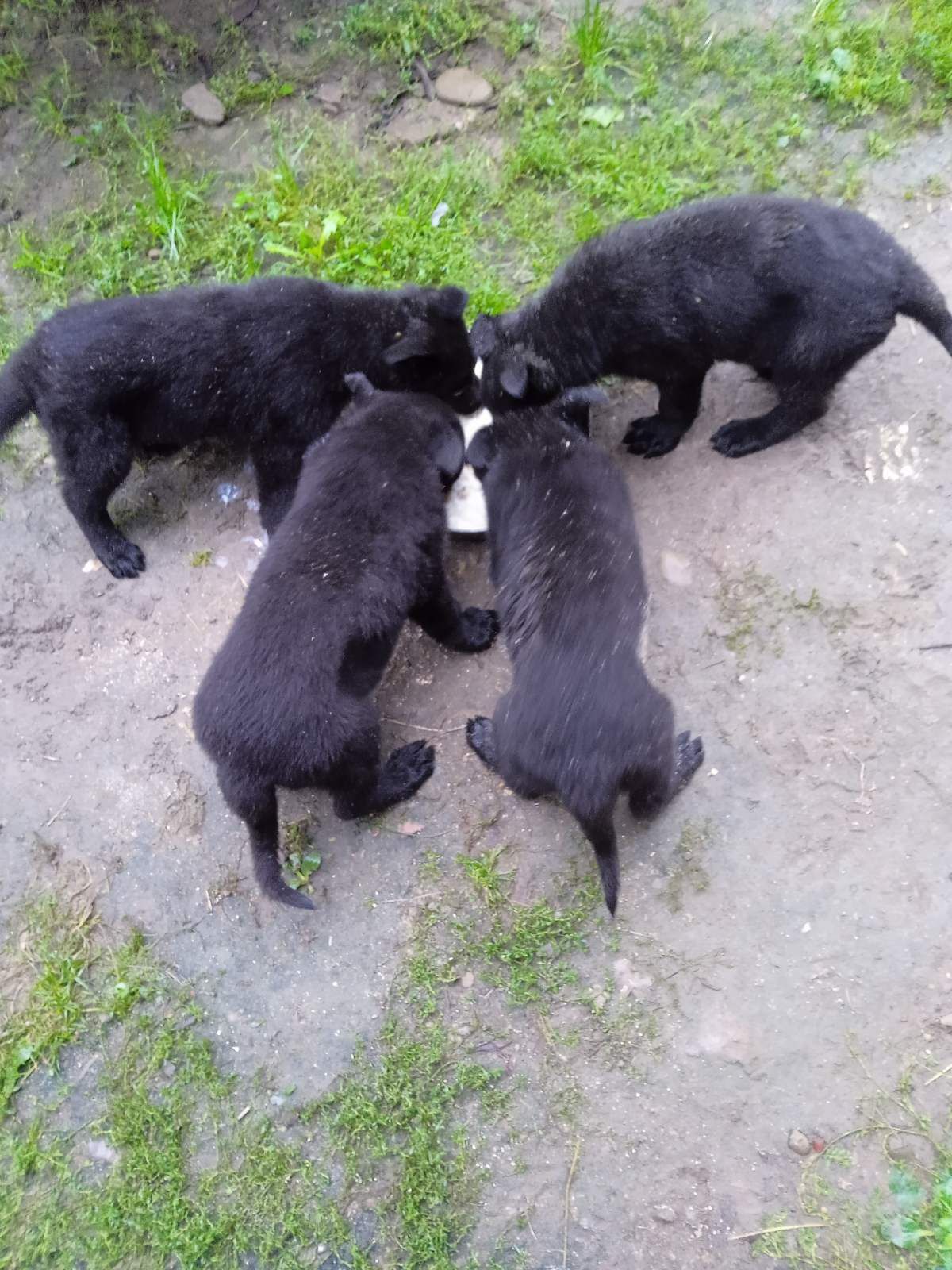 Продам щенят ,німецька вівчарка