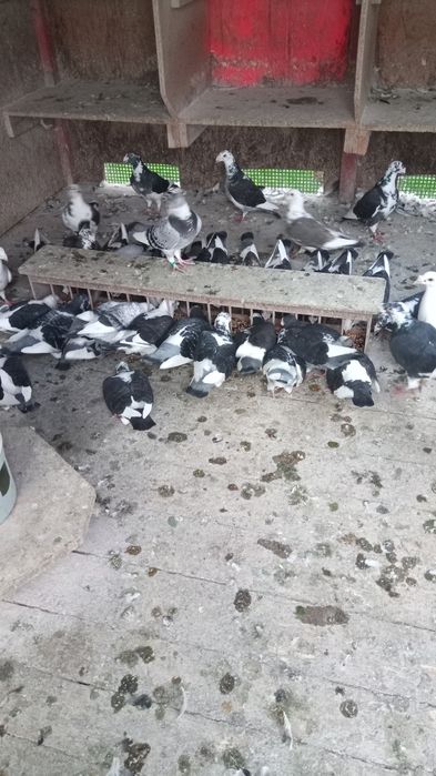 Gołębie pocztowe staropolskie.
