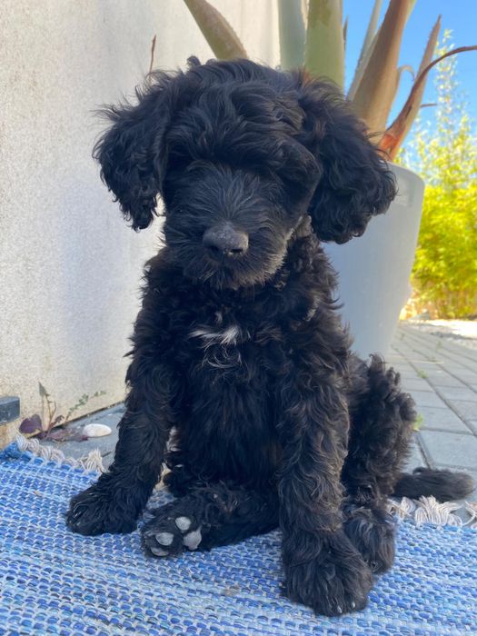 Cão de Àgua Português, Faro