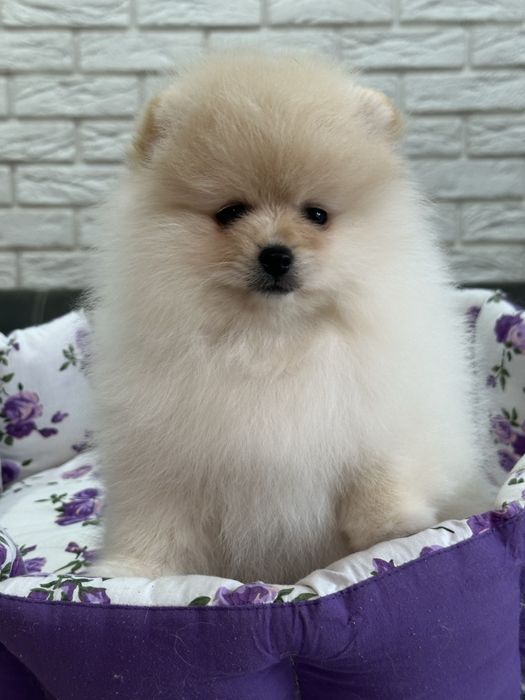 Кремовый шикардосик. Девочка померанского шпица.