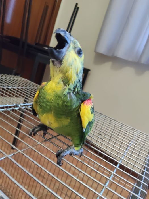 Amazona aestiva xanthopterix Macho exemplar com mais amarelo