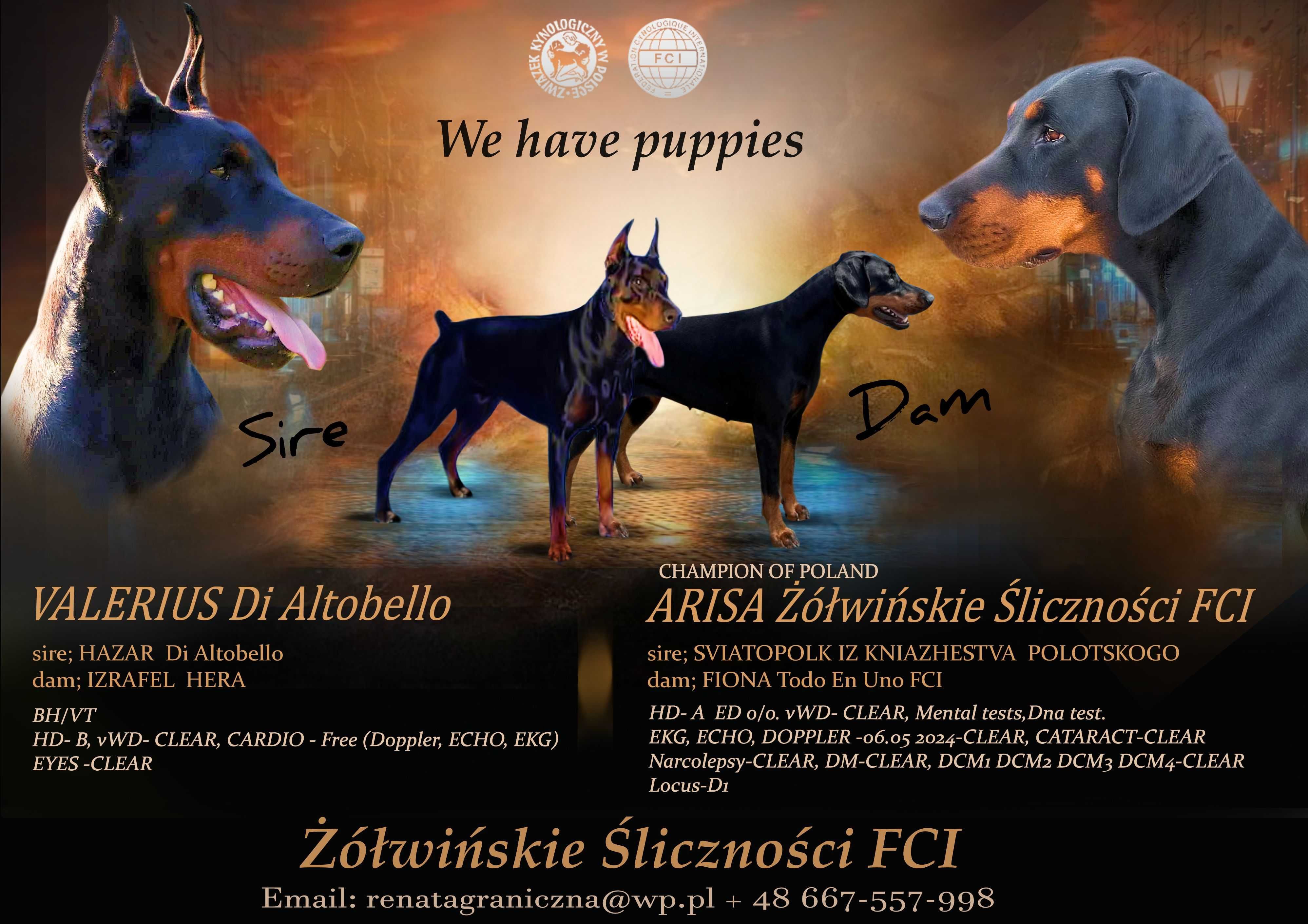 Szczenię Dobermana FCI