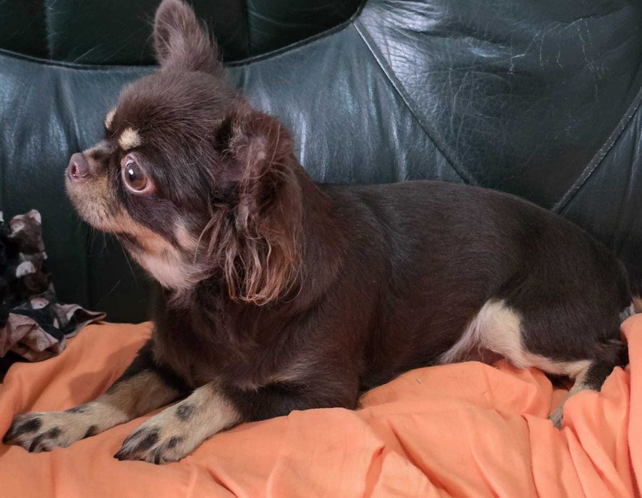Chihuahua Fêmea com 2 anos procura família. Cor Chocolate afogueado
