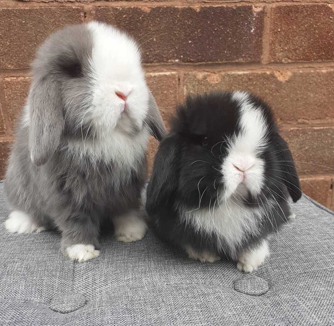 KIT Coelhos anões orelhudos, mini lop muito dóceis e brincalhões