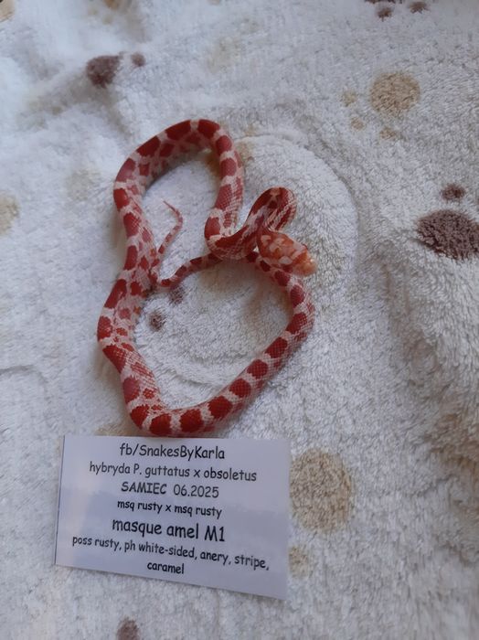 Wąż hybryda zbożówka x obsoleta, beastcorn, czerwony, młody jedzący