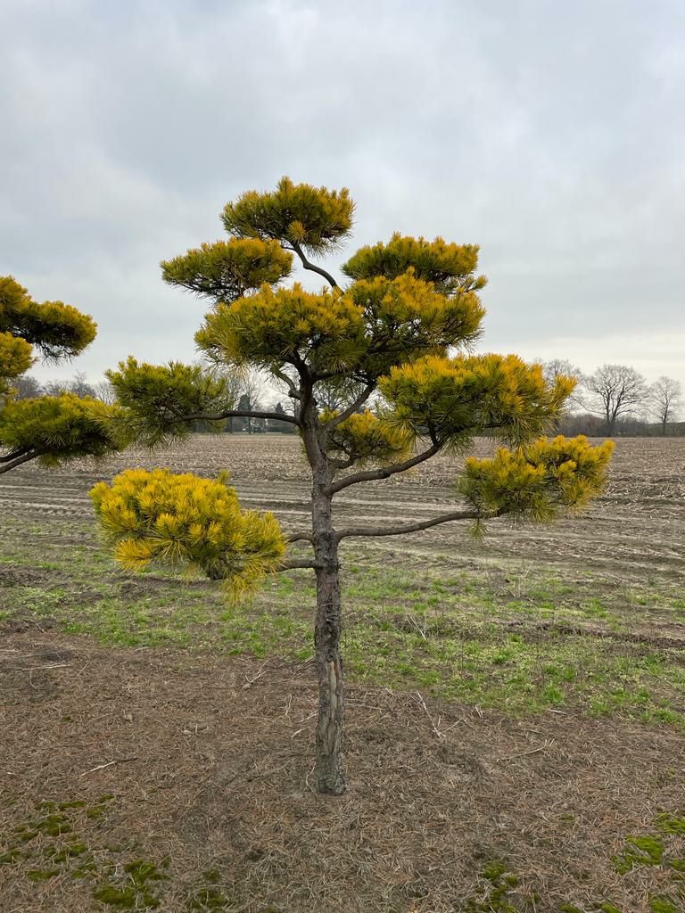 Sosna czarna formowana bonsai 280-350cm (szmaragd,klon,katalpa)