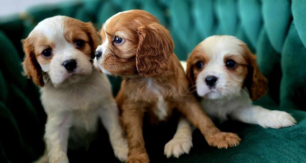 Cavalier King l Charles gotowe do odbioru