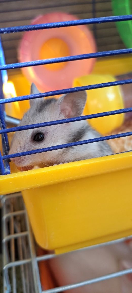 Chomik  syryjski oswojony
