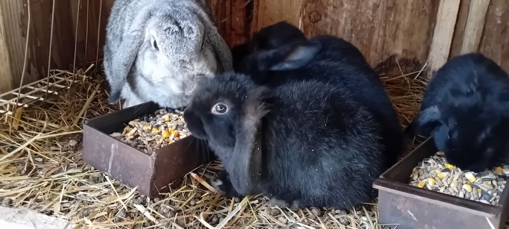 Krolik miniaturka mini lop