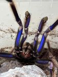 Chilobrachys natanicharum (electric blue) dorosły samiec