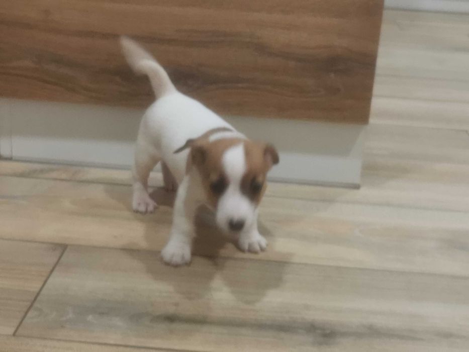Jack Russell Terrier piesek