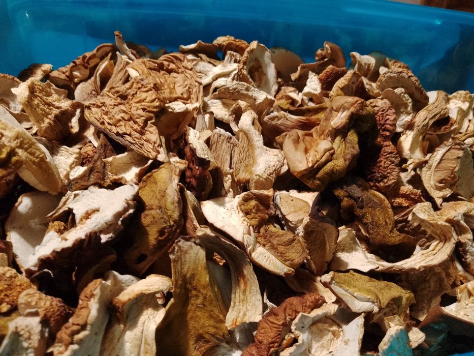 Grzyby suszone  tegoroczne