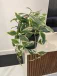 Fejka planta artificial