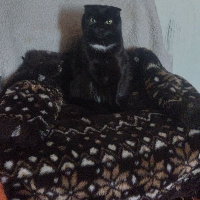 В поиске мальчика  для вислоушки