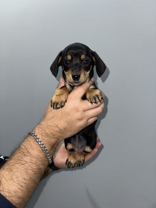 Дівчинка такса класичного окрасу