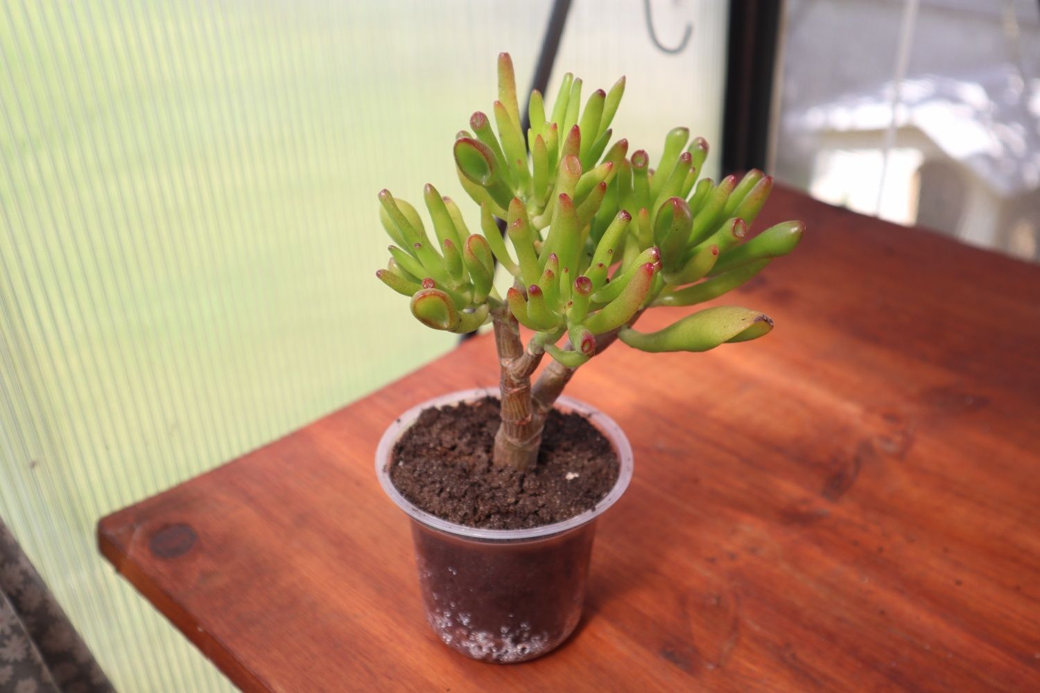 Suculenta real - Crassula Horntree