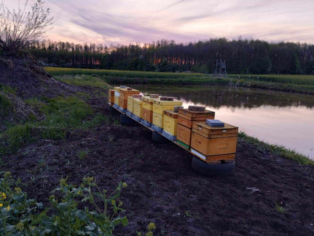 Sprzedam pszczoły rodziny pszczele na ramce wlkp z ulami lub bez