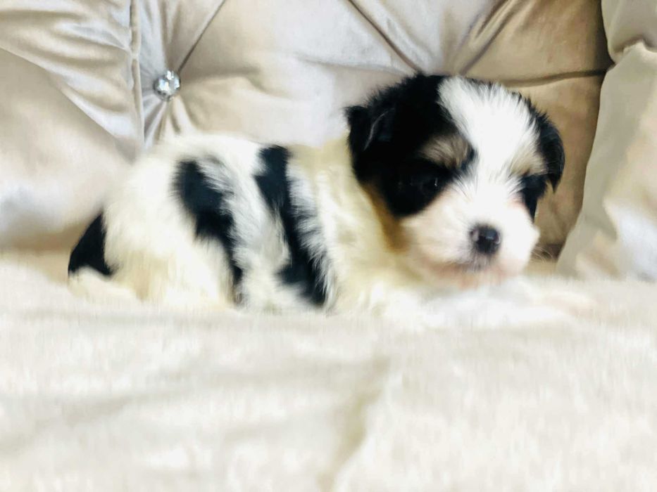 York Biewer prześliczny chłopczyk. Bardzo Piękny. Luxusowy.