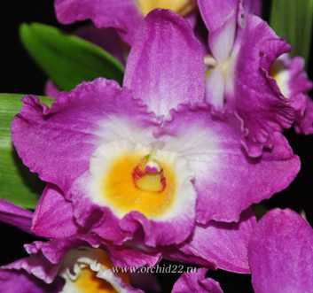 Дендробиум  подросток  Komet King Akatsuki