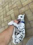 Dalmata macho.