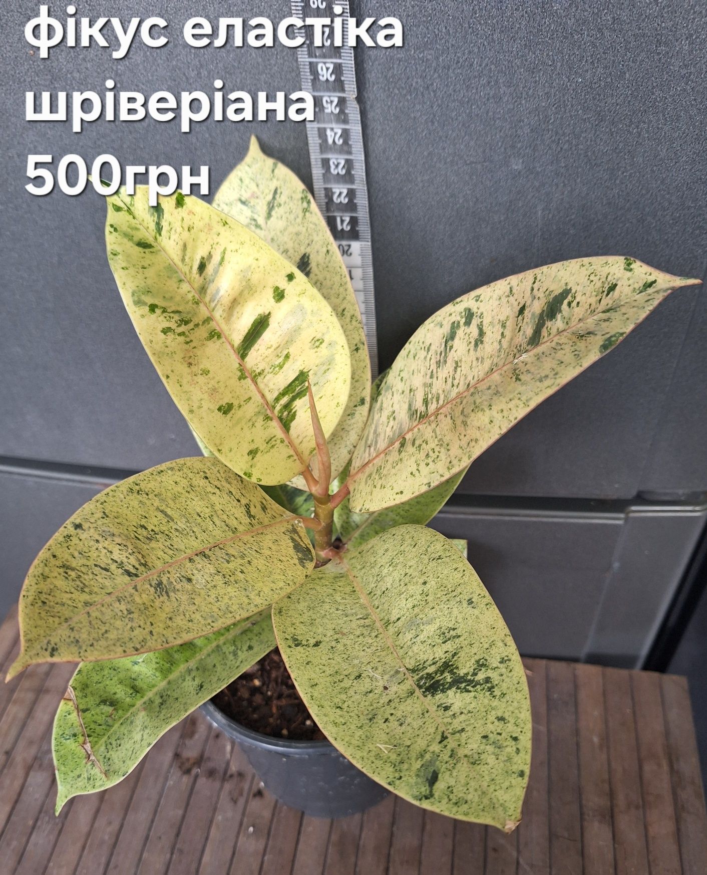 продам кімнатні рослини