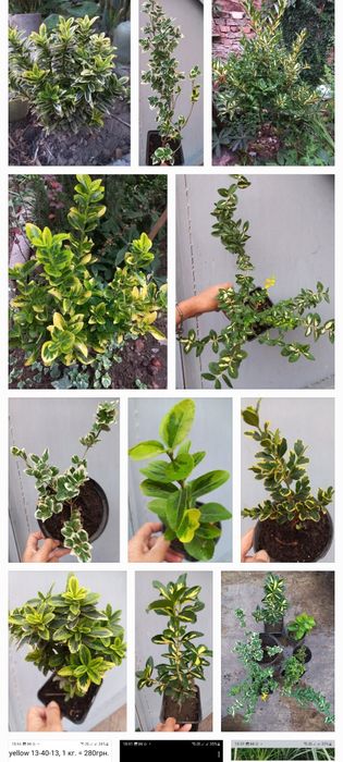 Бруслини (бересклеть) + один самшит