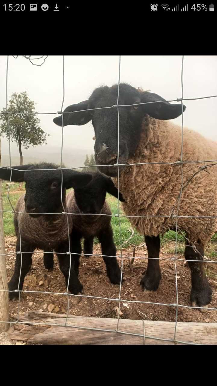 Ovinos Puros e Cruzados