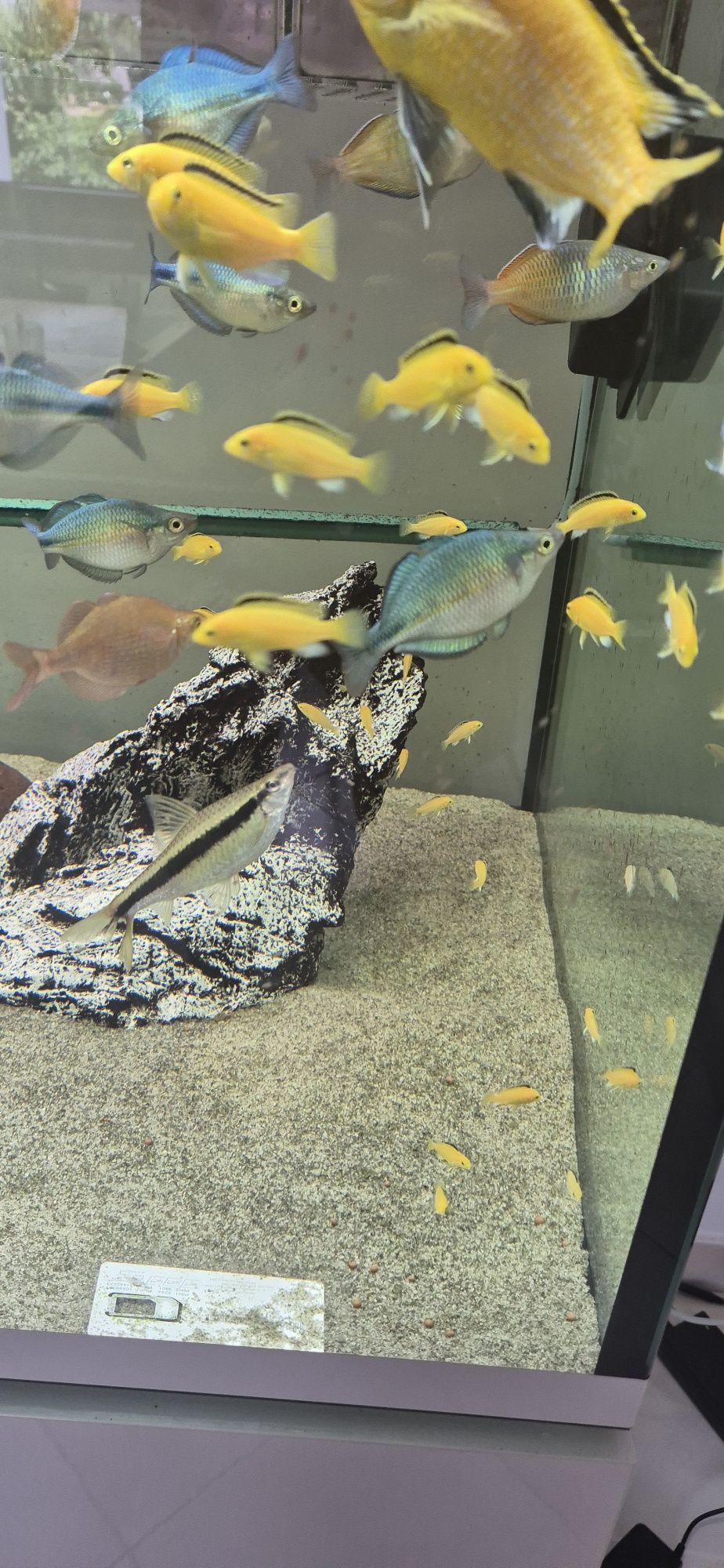 Pyszczak Yellow Labidochromis