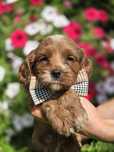 CAVAPOO F1 szczenię pies metryka chip