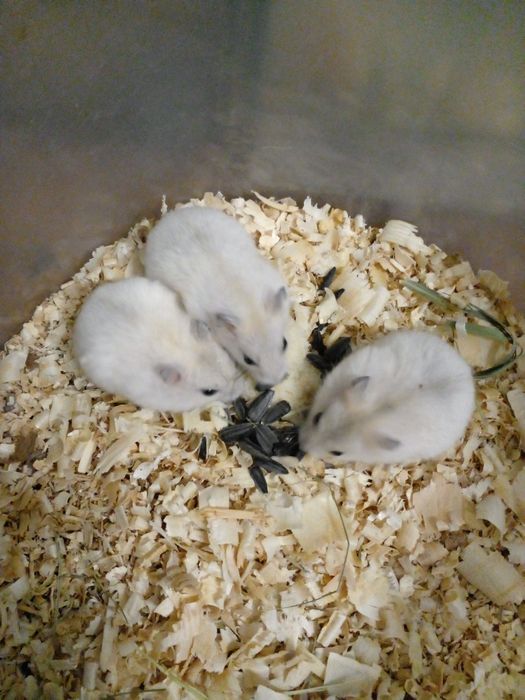 Мандариновые малыши джунгарики!