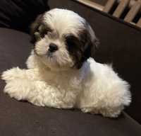 Szczeniak shih tzu