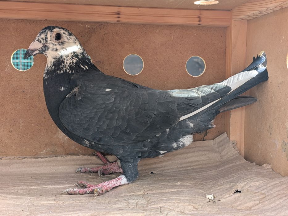 Gołębie pocztowe Tygrysy