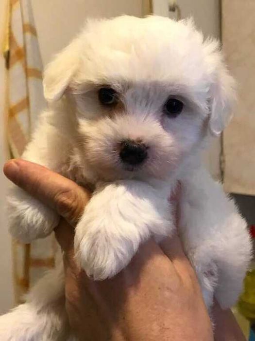 Bichon Maltês macho Mini de Excelente Linhagem