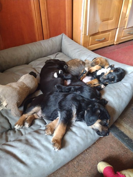 Oddam za darmo szczeniaczki