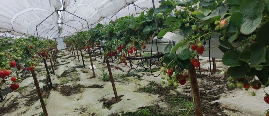 Daszki pod plantacje