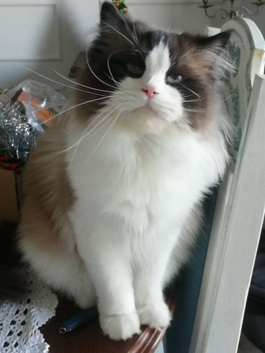 Ragdoll FPL kotka